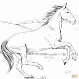 Kleurplaten Paarden Afdrukken sketch template