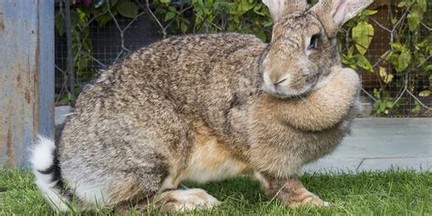 The Giant Flemish Rabbit - Rabbits Life