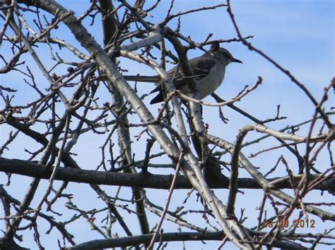 Bird in the thicket | Bird, Animals, Nature