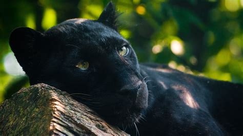 panther, Animals Wallpapers HD / Desktop and Mobile Backgrounds