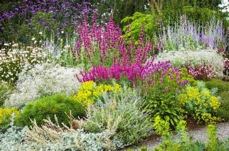 40+ Drought Resistant Flowers and Plants - Birds and Blooms