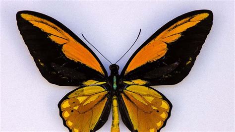 Wallace's Golden Birdwing Butterfly