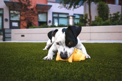 Pros and Cons of Artificial Grass for Dogs | Wikilawn