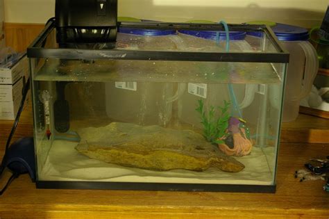 My first Axolotl tank setup! How is it? | Caudata.org: Newts and ...