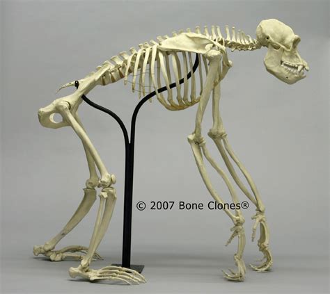 Articulated Chimpanzee Skeleton SC-003-A from Bone Clones | Animal ...