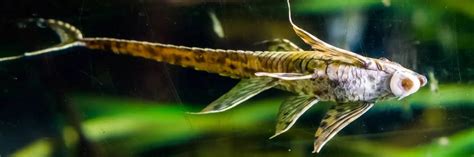 Twig Catfish - Build Your Aquarium