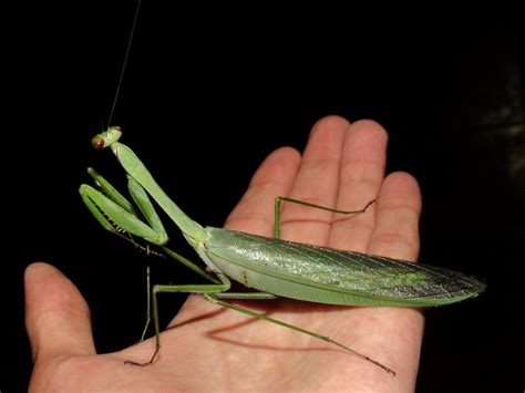 Macromantis Giant praying mantis