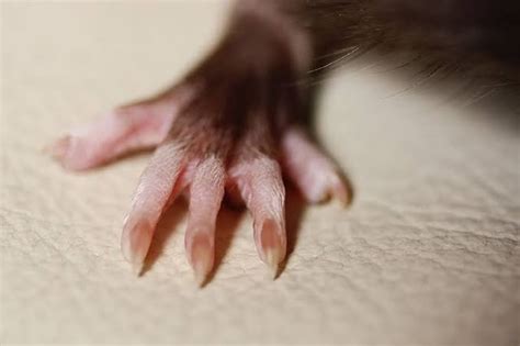 Now, do you guys call them 'Paws' or 'Hands'? : r/RATS