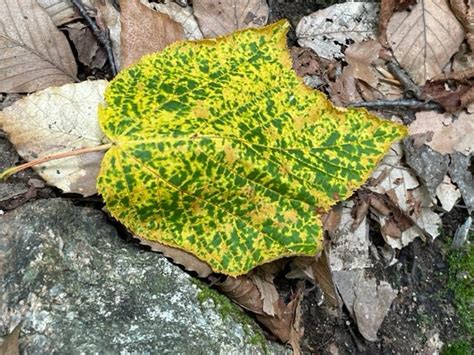 The Colors of Fall in the Mountains of Maine | by Carol Labuzzetta | Medium