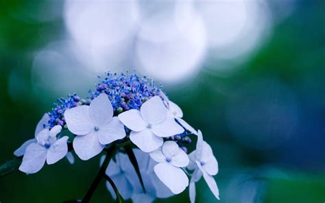 Hydrangea Wallpapers - Wallpaper Cave