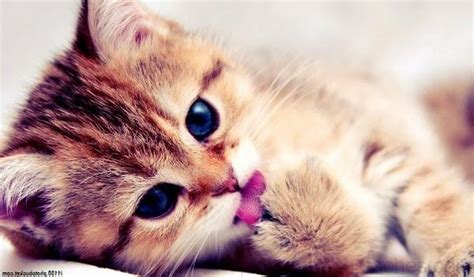 Roux Chaton Mignon | Starnimo