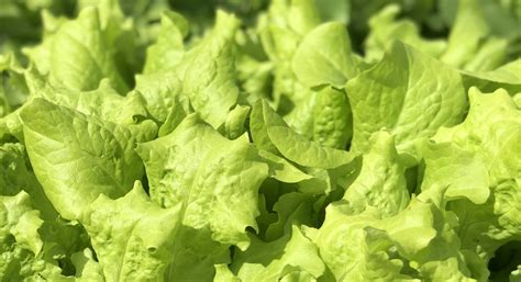 Spring Series: Growing Lettuce - The Farm at Green Village