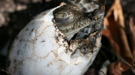 Crocodile found to have made herself pregnant - BBC News