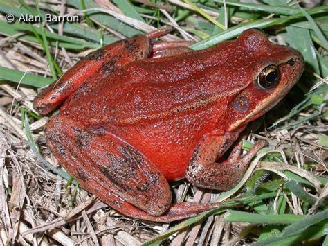 California red legged frog - Alchetron, the free social encyclopedia