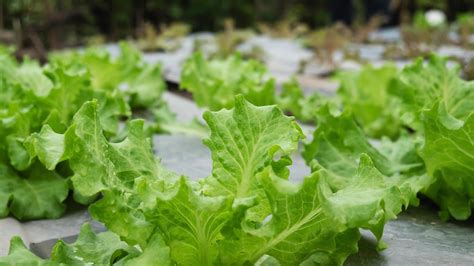 Green organic lettuce garden - clean organic agricultural concept 10120705 Stock Photo at Vecteezy