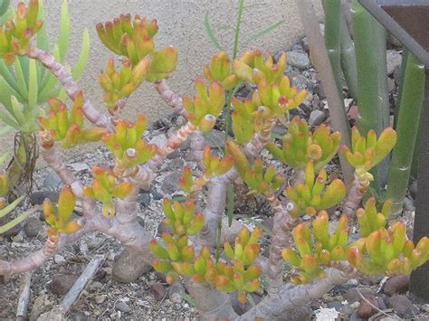 Gollum Jade Plant (Crassula ovata 'Gollum') in Bloomingdale Carpentersville Chicago Elgin ...