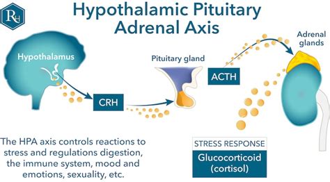 Adrenal Fatigue or HPA Axis Dysfunction | Restoration Healthcare