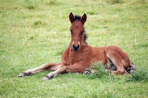 Diarrheal Disease (Bacterial) in Horses - Symptoms, Causes, Diagnosis, Treatment, Recovery ...