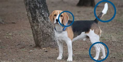 How to identify a Pure-bred Beagle? - Beagle Care