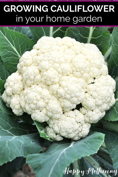 Tips for Growing Cauliflower - Happy Mothering