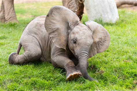 Take a Closer Look at Elephants’ Toes! | Reid Park Zoo