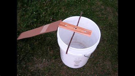 diy squirrel trap bucket - Bettie Moses