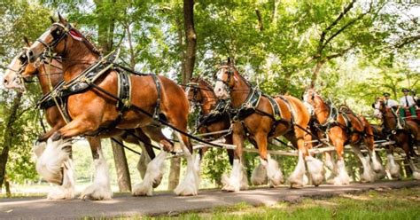 How Much Is a Budweiser Clydesdale Worth?