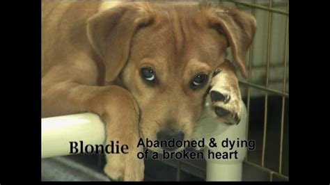 ASPCA TV Commercial 'Help Wounded Pets' - iSpot.tv