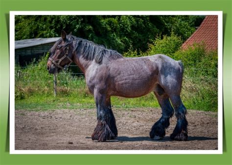 Draft Farm Horse Free Stock Photo - Public Domain Pictures