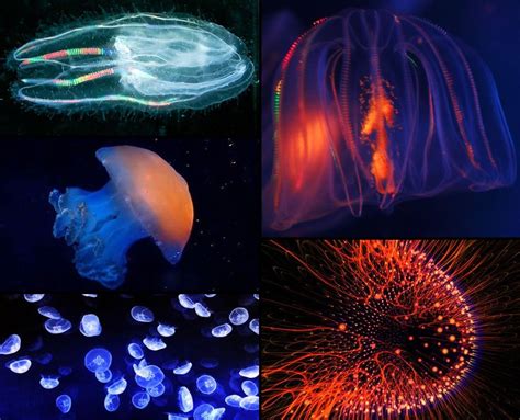 Bioluminescent Jellyfish Every year more bioluminescent jellyfish are discovered. Top left ...