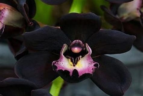 Anggrek Hitam Sulawesi Tengah - Orchids | Plants