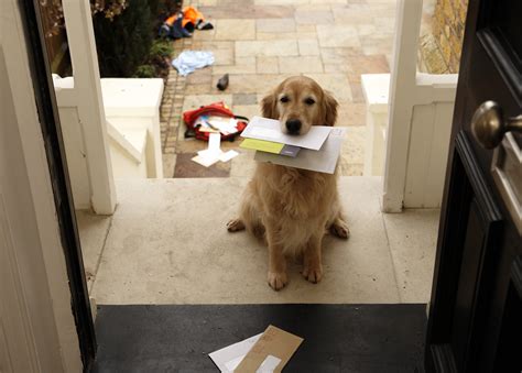 Dog and Mailman's Touching Bond Moves People to Tears: 'Best Friends ...