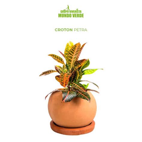 Compra Maceta con Croton Petra con envío gratis | Grupo Viverista Mundo Verde