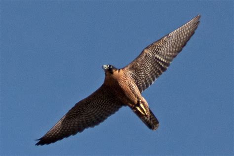 Peregrine Falcon at the Arizona-Sonora Desert Museum