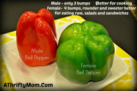 How to tell a Male Bell Pepper from a Female Bell Pepper ~ Garden Tips