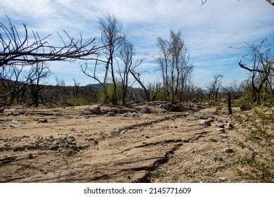 2,616 Wildfire Aftermath Images, Stock Photos & Vectors | Shutterstock