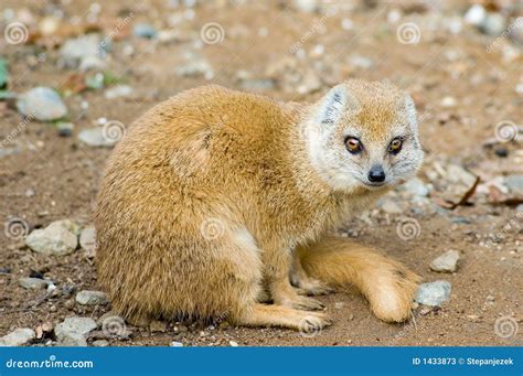 Yellow mongoose stock image. Image of yellow, natural - 1433873