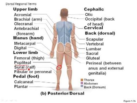 Regional Terms Anatomy - Anatomical Charts & Posters