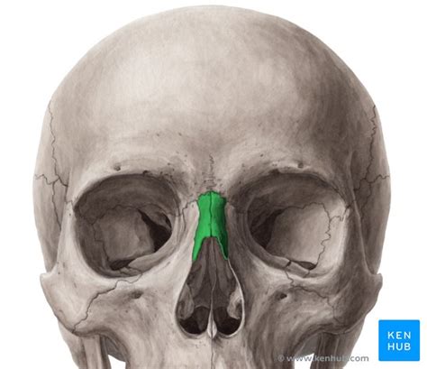 Nasal bone: Anatomy, borders, function, development | Kenhub