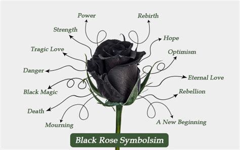 Are Black Roses A Reality? Actual Meaning & Symbolism