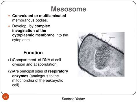 Bacterial anatomy