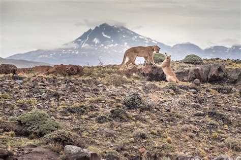 Photography in Patagonia: 10 Wildlife Photography Tips