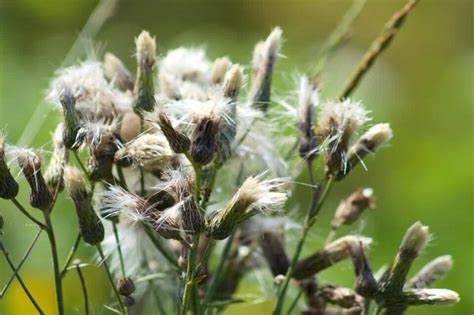 Common Groundsel - Minneopa Orchards