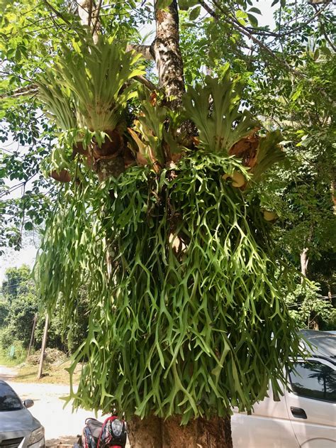 How to Mount a Staghorn Fern - Life Love Larson