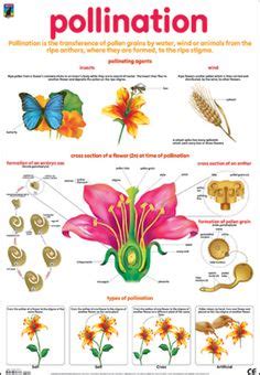 Life Cycle of a Plant. Flower Parts. Pollination. Photosynthesis. | Homeschooling | Life cycles ...