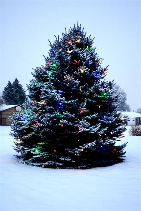 Outdoor Christmas Tree Decorated Photograph by Unknown