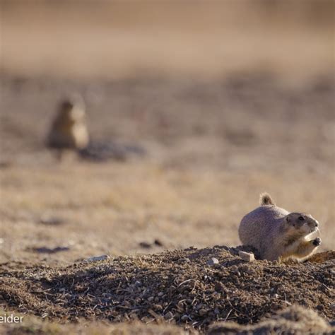 Great Plains | Defenders of Wildlife