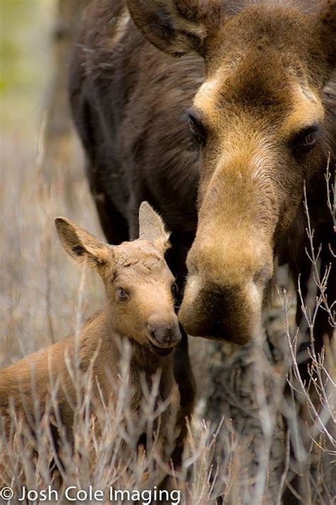 Baby moose with Mom #LIFECommunity #Favorites From Pin Board #15 | Baby ...