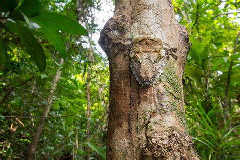 The Wildlife of Madagascar's Rainforests | Nature TTL