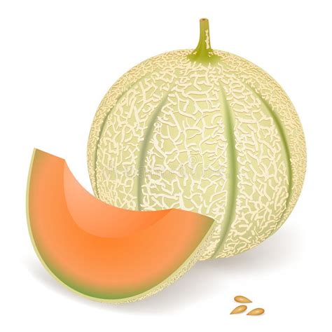 Melon. A delicious melon, vector illustration , #AD, #delicious, #Melon ...